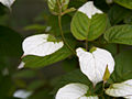 Actinidia kolomikta IMG_6025 Aktinidia pstrolistna